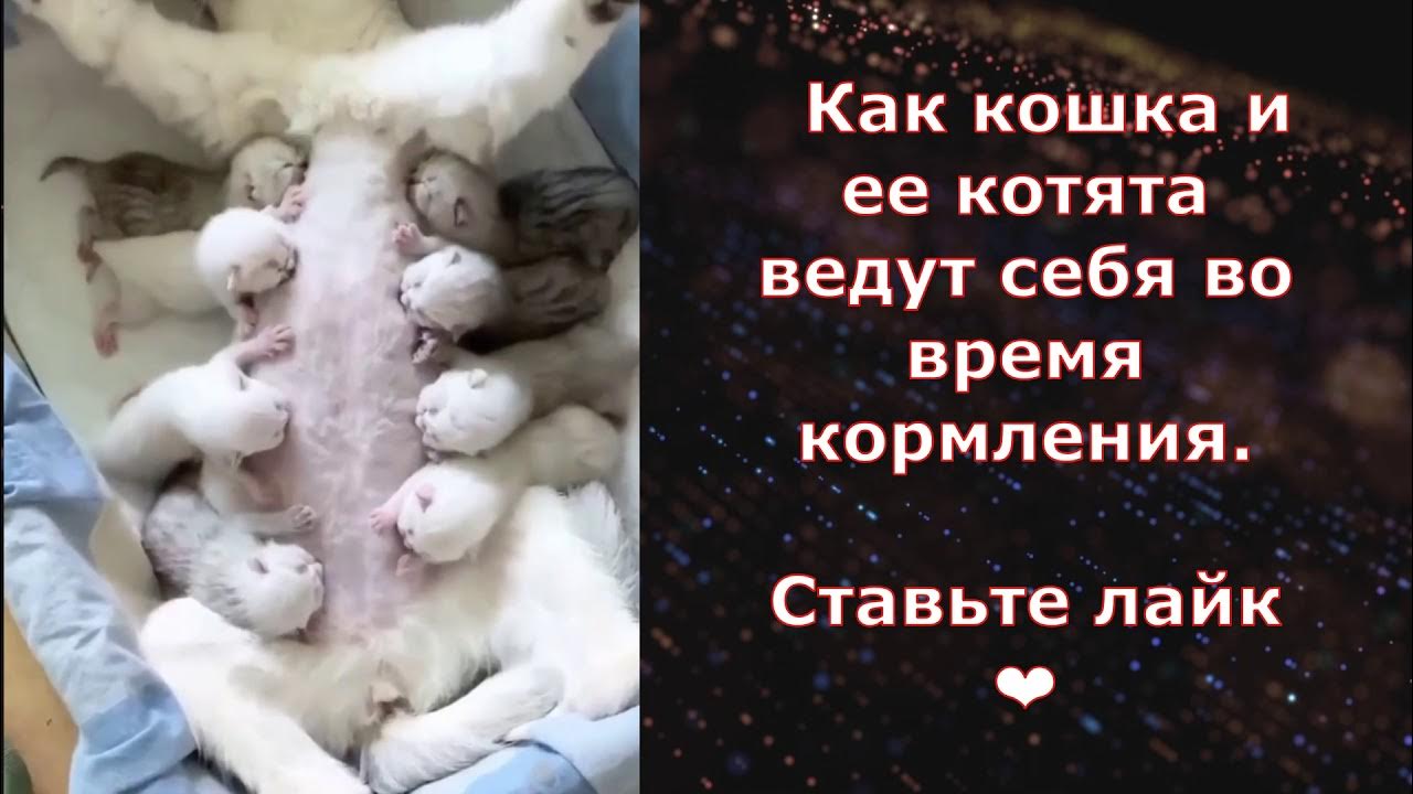 животных сидит. вести котенок. вести котенок. вести котенок. кошку повело.