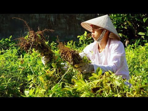Video Mùa thu hoạch lạc ở quê - Cuộc sống ở quê tập 19 - youtube