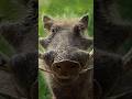 😱 क्या आपने देखा है इतना खतरनाक जंगली सूअर? #amazingfacts #wildlifeentertainment #wildlifefacts