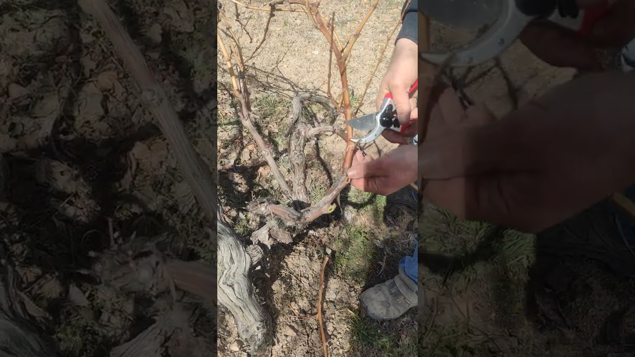 Nevşehir Avanos Göynük köyünde dimrit çeşidi asması budama örneği 