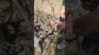 Nevşehir Avanos Göynük Köyünde Dimrit Çeşidi Asması Budama Örneği