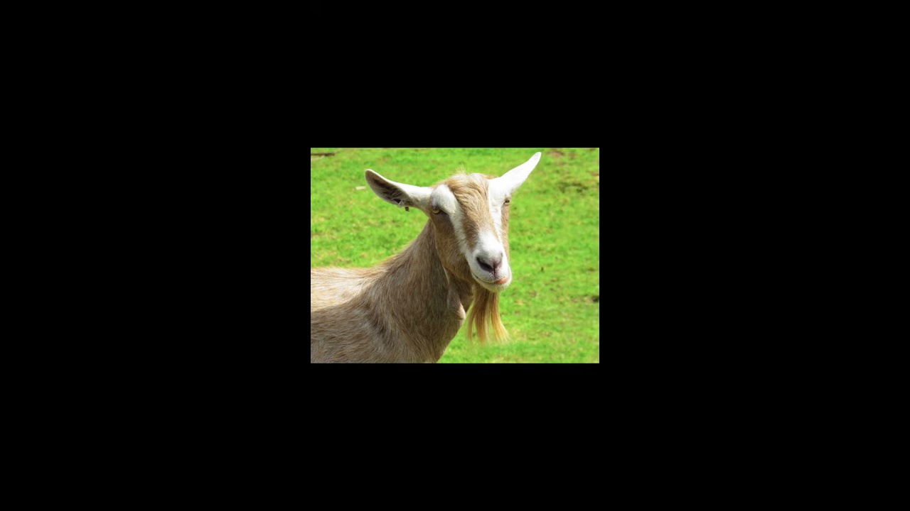 Best Goat Beard Newham City Farm