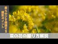 菜の花の撮り方解説@あわじ花さじき【一眼レフ/ミラーレス】