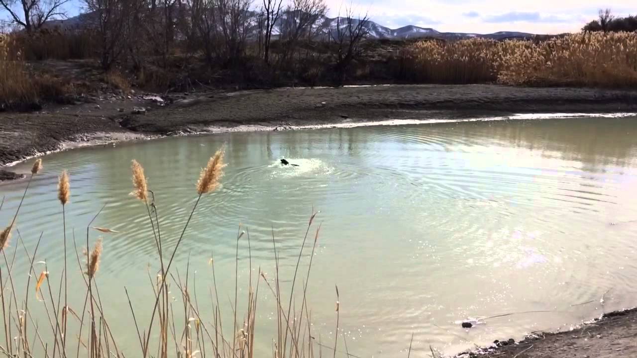 Pepper water retrieve