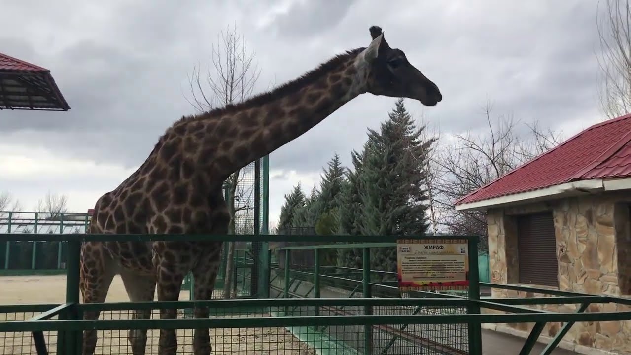 Красавица жираф Леди недовольна, что нет посетителей! The beautiful giraffe Lady !