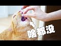 【喵来啦】骗猫吃空气，蠢猫还吃得津津有味！这猫还能要吗？（片尾彩蛋）