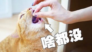 【喵来啦】骗猫吃空气蠢猫还吃得津津有味这猫还能要吗片尾彩蛋