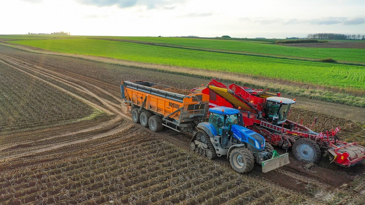 New Holland T8.435 SmartTrax  & Grimme Varitron 470 potato harvest 🥔