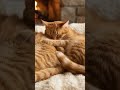 3 Cute Orange Cats Sleeping by the Fireplace #catnapasmr   #orangecats   #sleepingcats  #catpurring