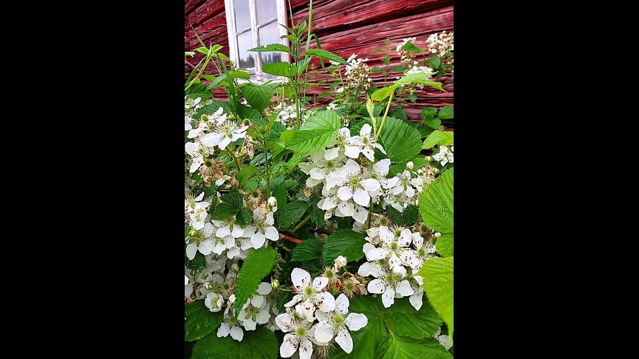 Cover Kukkivat vatukat ja ruusut