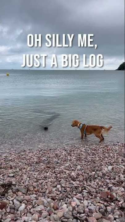 GIANT ANACONDA or Loch Ness Monster? #shorts