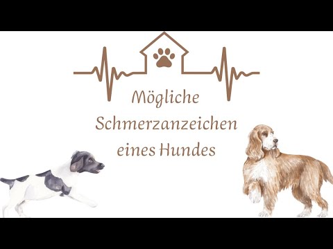 Video: 15 Anzeichen, dass Ihr Hund Schmerzen hat