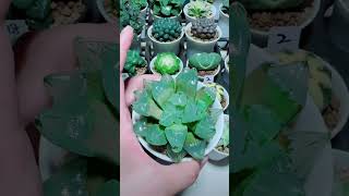 Twelve Volume Gyokuro 玉露品种很多你喜欢吗 #succulent #plants #garden