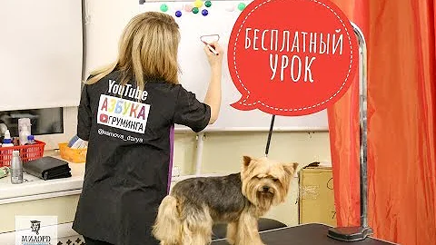 Профессия грумер. Кто стрижет собак? Обучение грумингу и трудоустройство