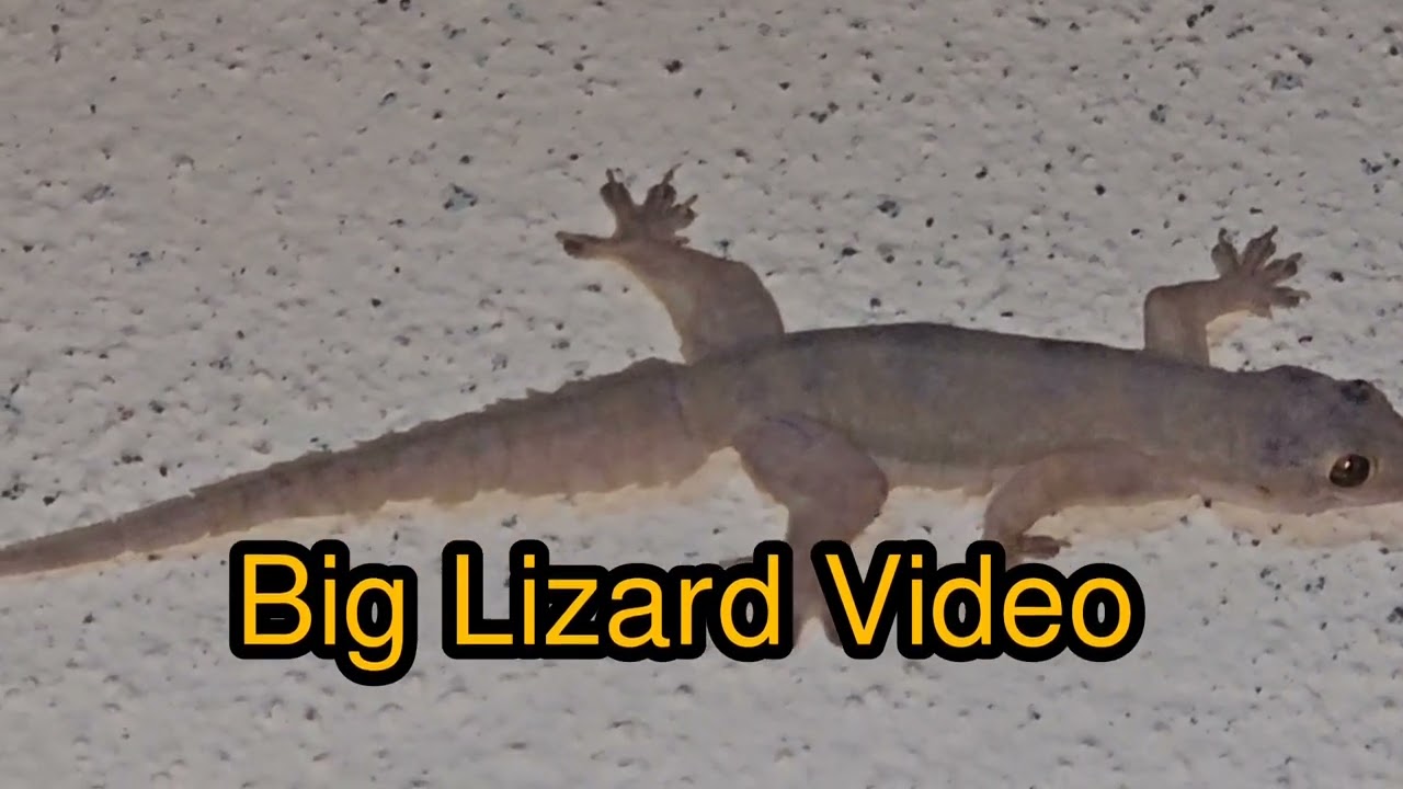 Big Lizard Video #gecko #lizard #Short 