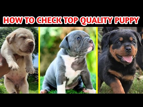 How to check Puppy quality / Difference Between High | Low | Normal | Medium | Quality Dog