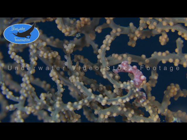 0167_Pygmy seahorse Denise red. 4K Underwater Royalty Free Stock Footage.