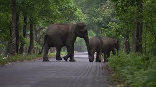 Elephant sighting in Siliguri.