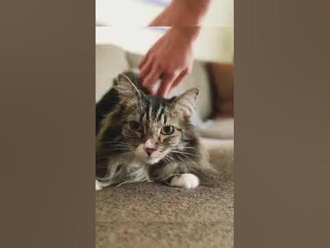 Mushuklarning ajoyib fotosuratlari Tomsk FM erotik aerobika