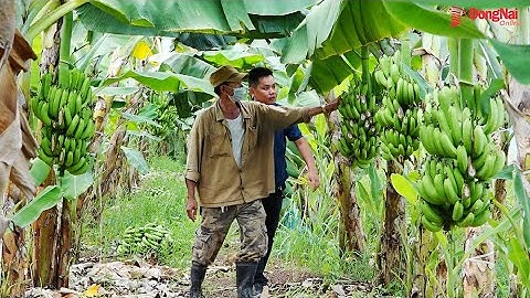 Chuẩn bị thu hoạch, hàng trăm quầy chuối bị chặt phá nham nhở