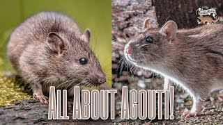 ALL ABOUT AGOUTI | Rat Varieties and Genetics