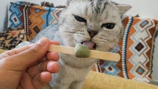 cute cat very like eating icecream || record with my cat&#39;s life