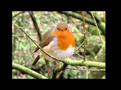 The song of the Robin.
