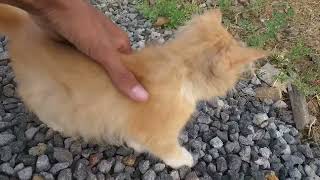 AKSI...!!Anak Kucing Menjilati Bulu diatas Tumpukan batu..|| Kitten Licking Fur on a Pile of Rocks..