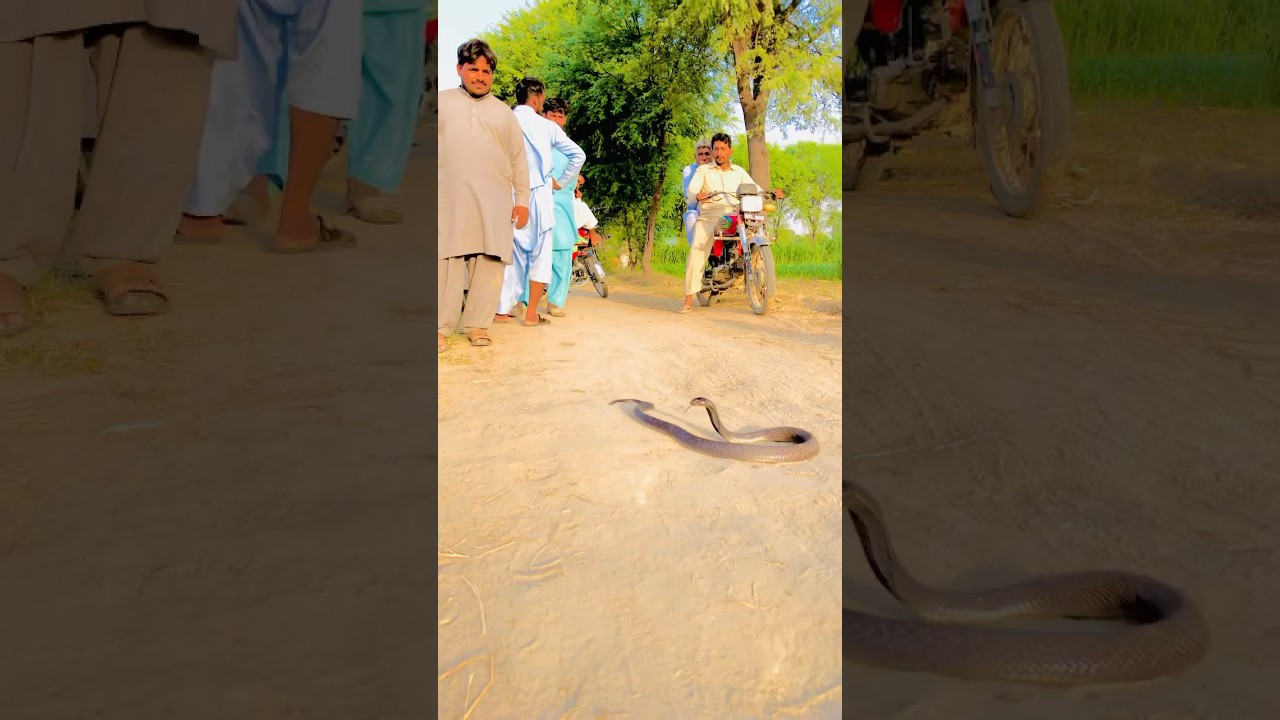 Black cobra blocking the road😳😳😳😳🐍🐍