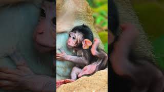 Feel Not Comfortable, Why Big Ear Babi Monkey animals pets tiktok