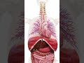 The Diaphragm Heart And Lungs A Perfect Trio For Life mp3