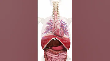 The Diaphragm Heart And Lungs A Perfect Trio For Life 