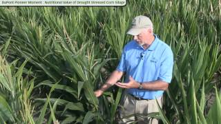 Nutritional Value of Drought Stressed Corn Silage