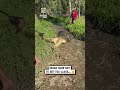 Moving a 17ft saltwater crocodile 🐊😳                           🎥: Instagram / therealtarzann