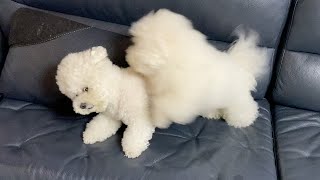 THIS IS WHAT HAPPENED WHEN DOGS FIGHT….. by Bom & Bow the Bichons 1,676 views 9 days ago 50 seconds