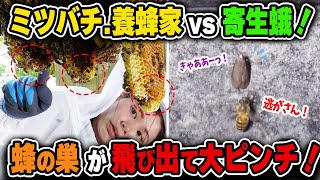 ミツバチ.養蜂家 vs 寄生蛾！巣が飛び出すぎて大変なことになりました！