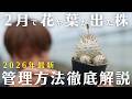 管理を間違えると枯れるリスクも?!【塊根植物＆アガベ】