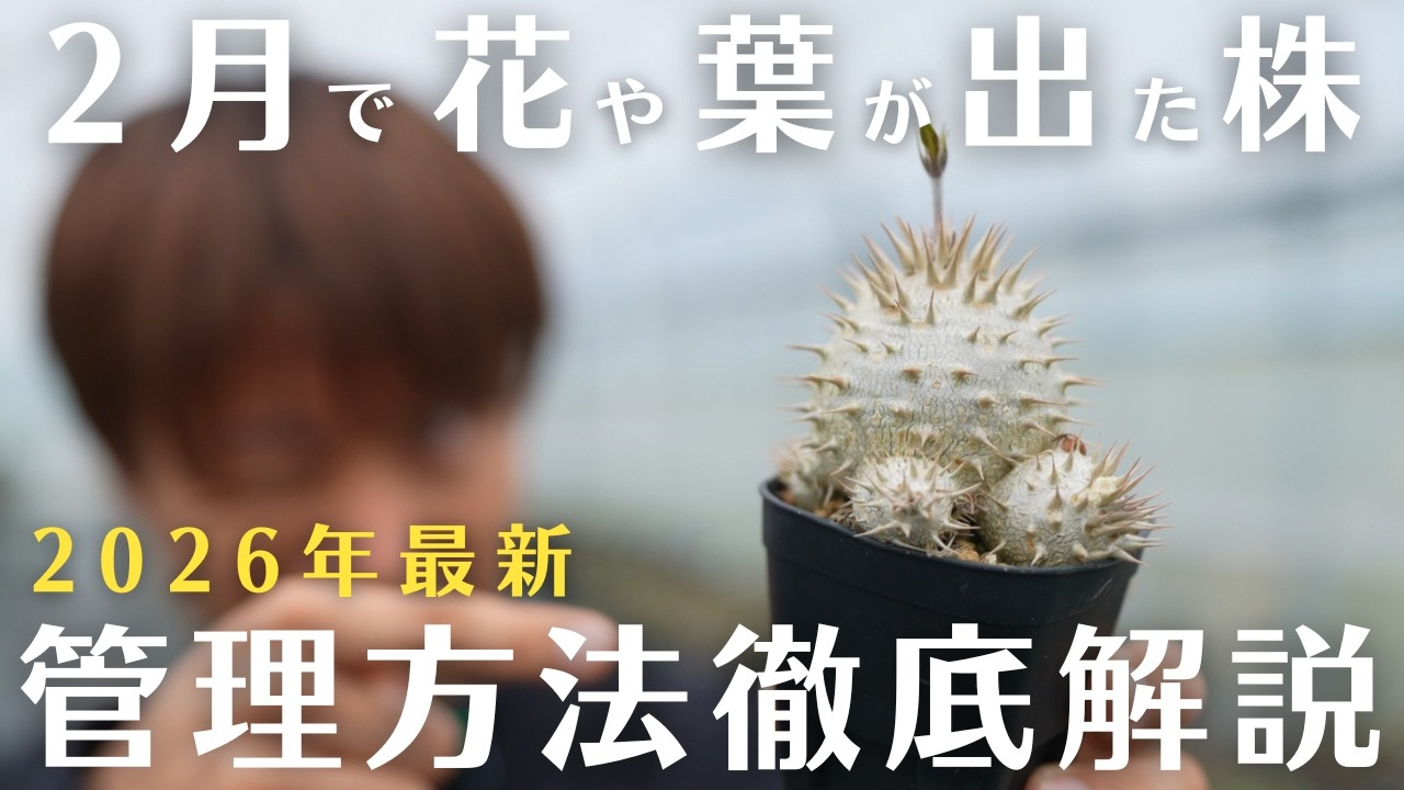 管理を間違えると枯れるリスクも?!【塊根植物＆アガベ】