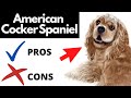 American Cocker Spaniel Pros And Cons | The Good AND The Bad!! の動画、YouTube動画。