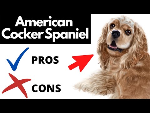 Video: Amerikaanse Cocker Spaniel: Versorging