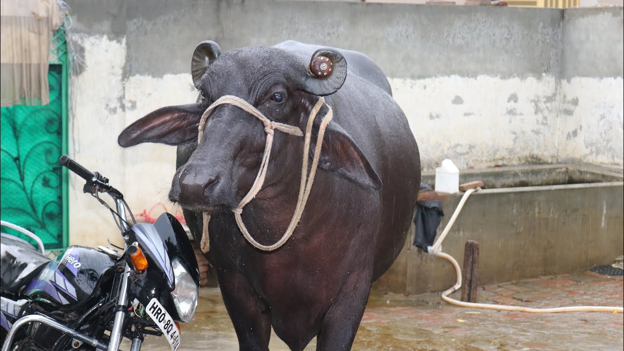 Top Quality Murrah Buffalo ๐ 2nd Time Delivery Within 20 Days at A Farmer’s Home ๐ก Top Quality Murrah Buffalo ๐ 2nd Time Delivery Within 20 Days at A Farmer’s Home ๐ก