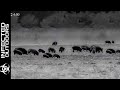43 Hogs Down in One NIGHT | HOG HUNTING with THERMAL NIGHT VISION