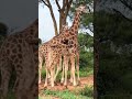 South Sudan A Land Of Rich Wildlife Lush Green Landscapes A True Gem Of Africa S Natural Beauty 