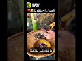 الشعب الصيني راح يخبلوني