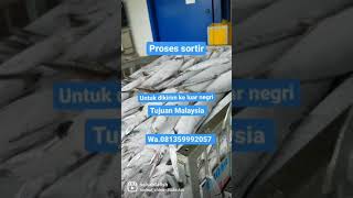 jual ikan tenggiri utuh Wa.081359992057  #ikantenggiri #jualikantenggiri #shorts