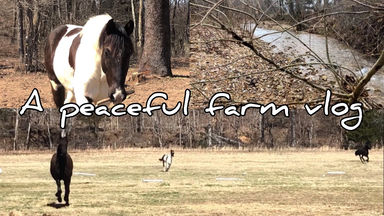 Peaceful Farm Vlog | Poco The Pony