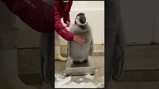 Lets Weight Little Penguin🐧
