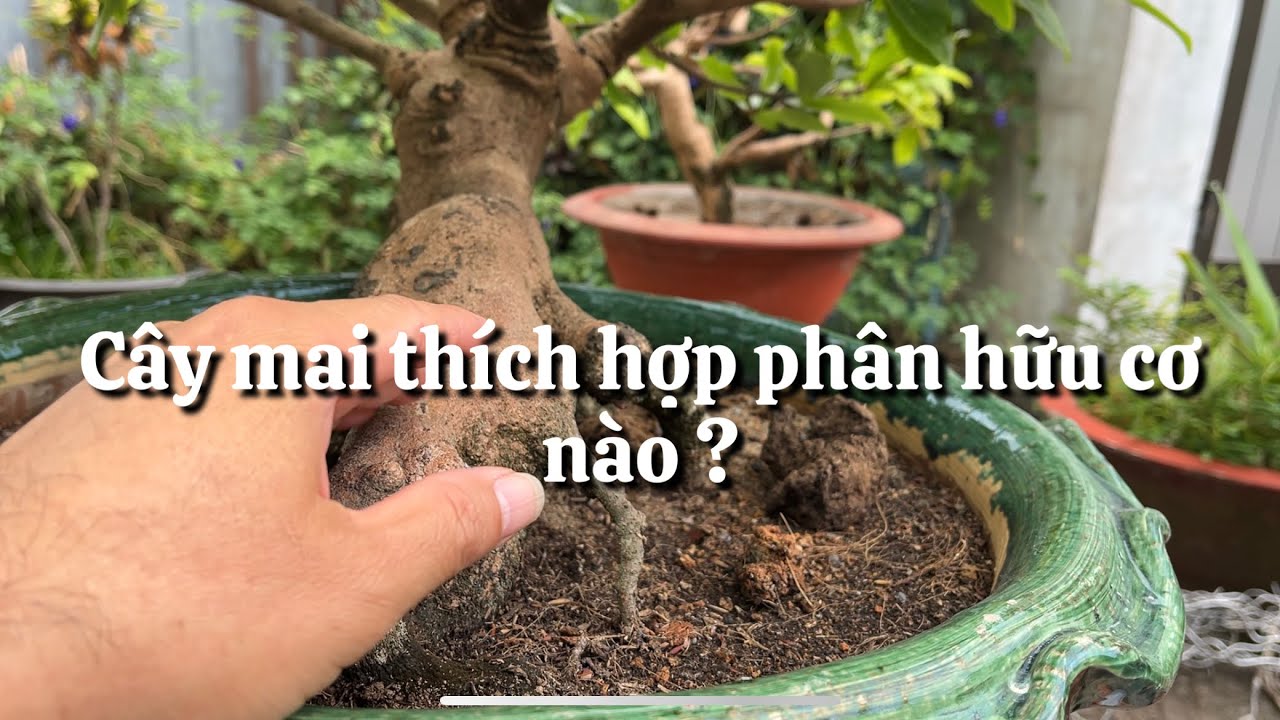 Phân hữu cơ nào bón tốt nhất cho cây mai // 18-2 âm lịch