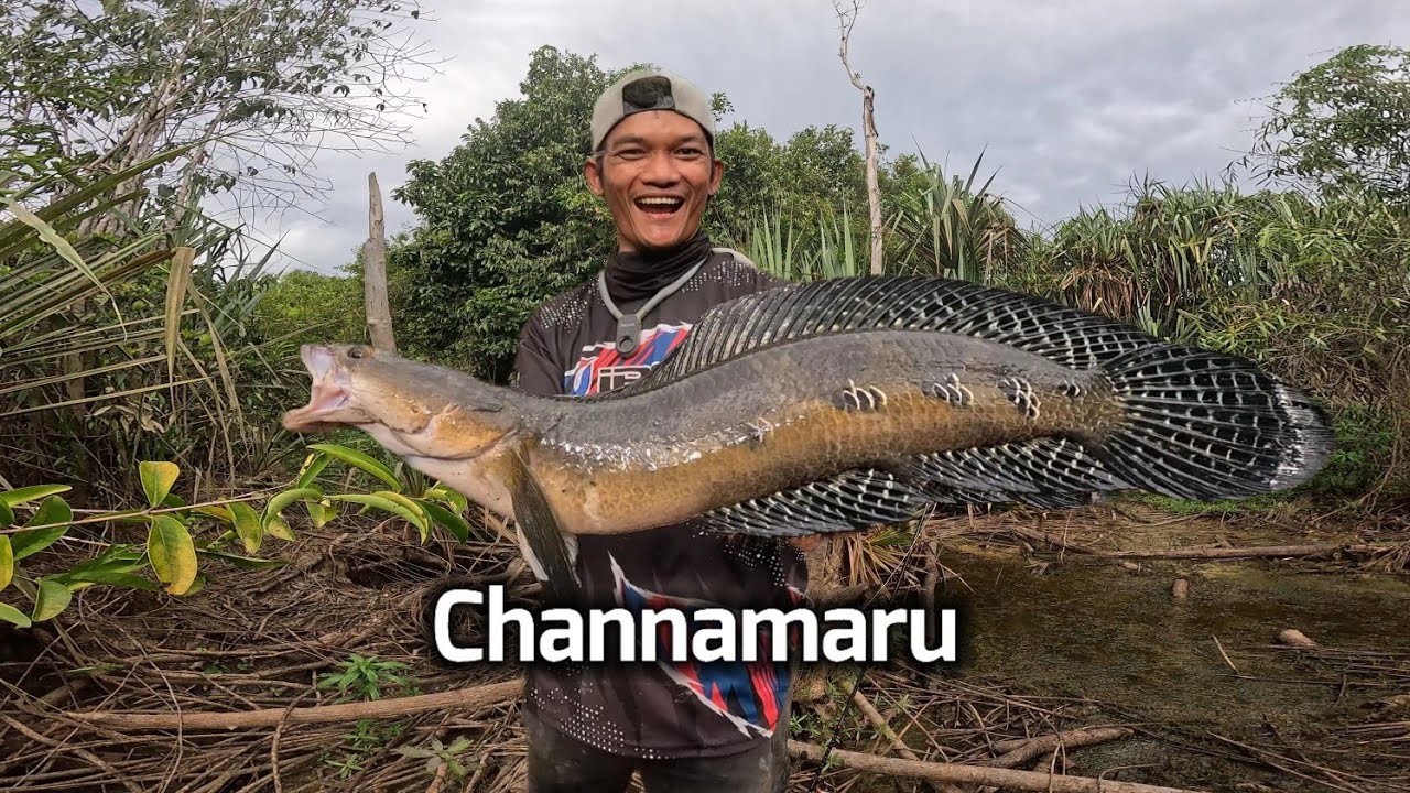 CHANNA MARU BABON HARTA KARUN RAWA SULIT DITEMUKAN