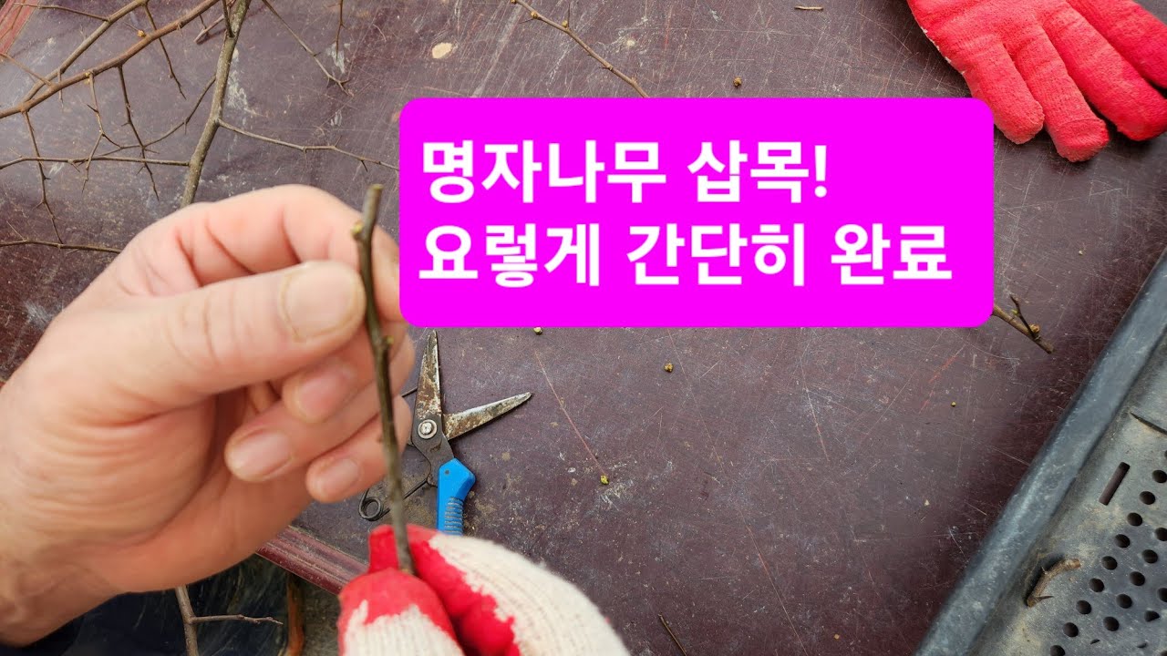 명자나무 동절기 대량 삽목작업, 파종 등 번식 방법!